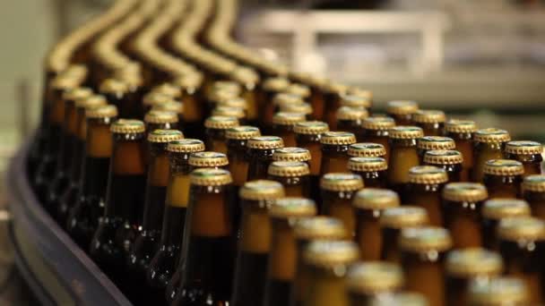 Botellas de cerveza en la cinta transportadora — Vídeos de Stock