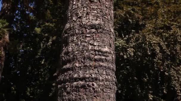 Le tronc du grand arbre 