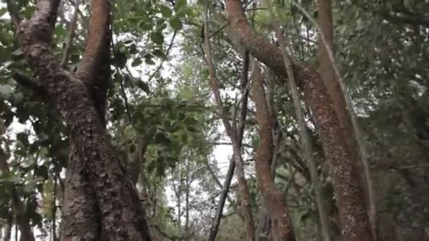 Büyük ağaçların gövdeleri — Stok video