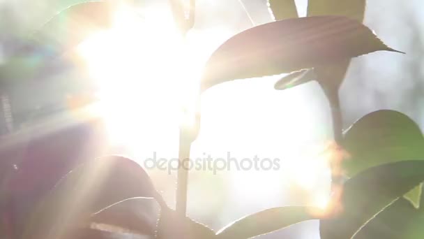El sol brilla detrás de las hojas — Vídeos de Stock