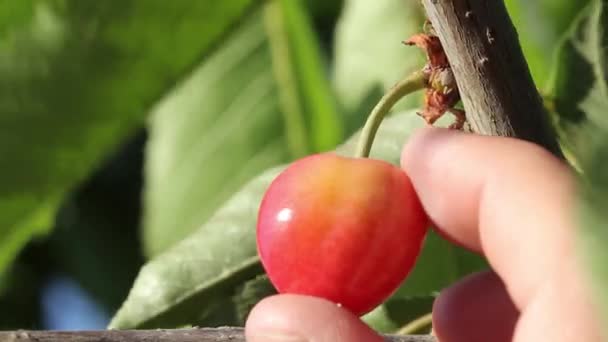 Hand hält Kirsche am Baum — Stockvideo