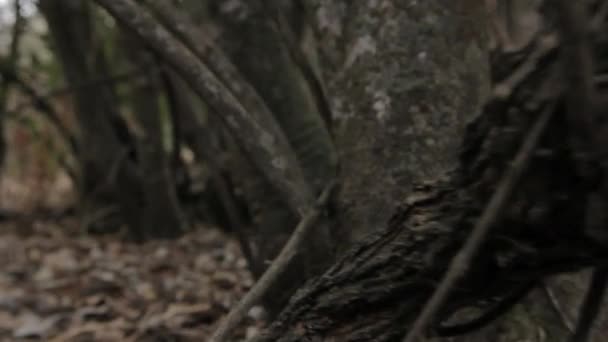 Close up van bomen in bos — Stockvideo