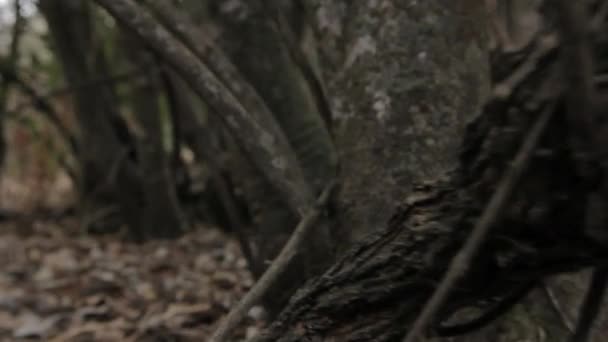 Gros plan des arbres dans la forêt — Video