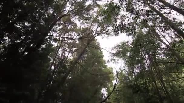 Slider shot dans la forêt 