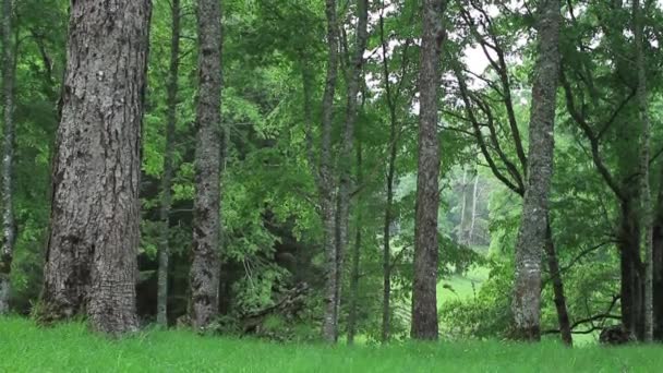 Gran cantidad de árboles en el bosque — Vídeo de stock