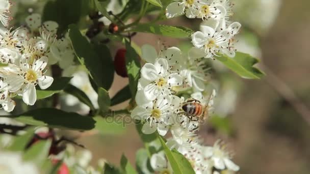 Bee verzamelen van nectar — Stockvideo