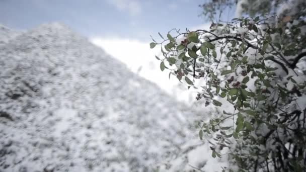 Vento através de galhos de árvores — Vídeo de Stock