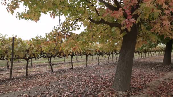 Свіже вино винограду — стокове відео