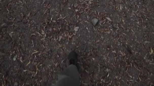 Walking Pov genom skogen — Stockvideo