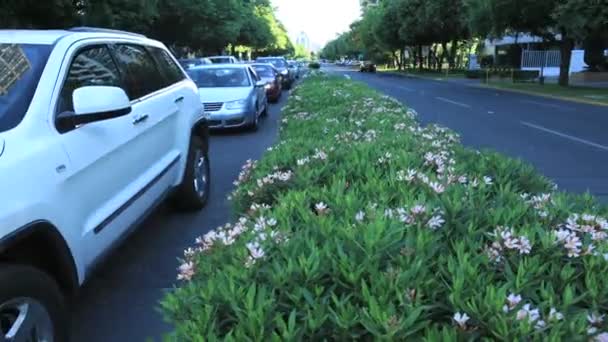 Arabalar çiçek yama çevresinde — Stok video