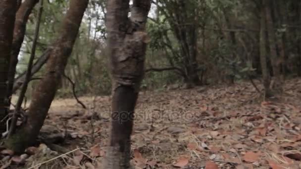 Blick in den leeren Wald — Stockvideo