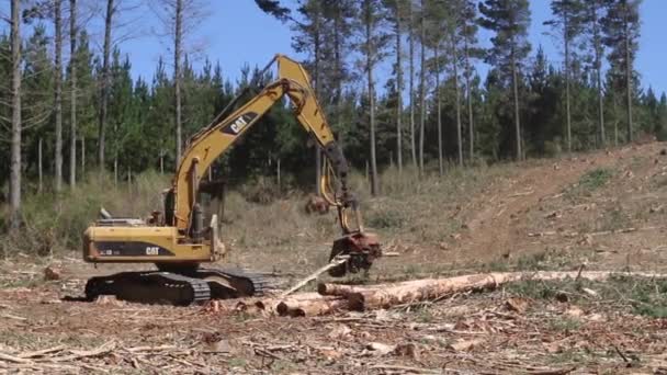 Maskinen hanterar skogen trä — Stockvideo