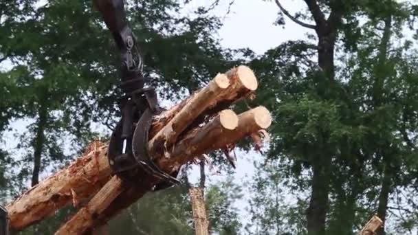 Industrielle Handhabung von Holz aus Wald — Stockvideo