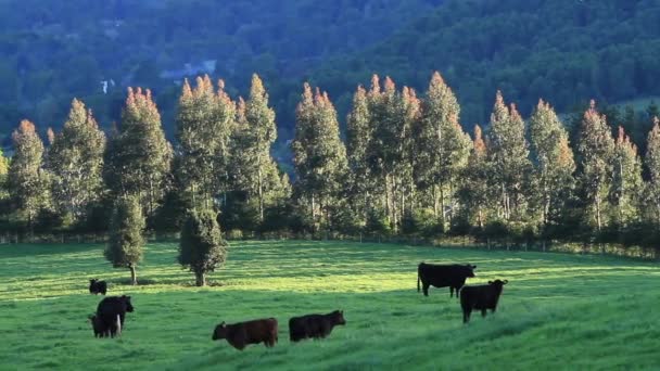 Корови пасуть на полі — стокове відео