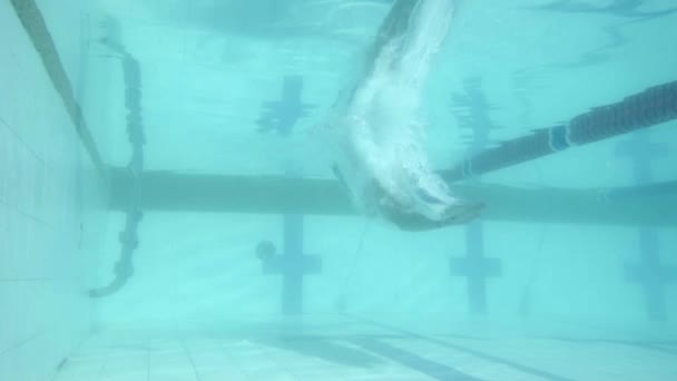 Nadador nadando en la piscina — Vídeos de Stock