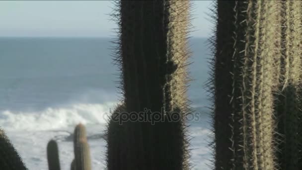 Разбивающиеся волны с кактусом — стоковое видео