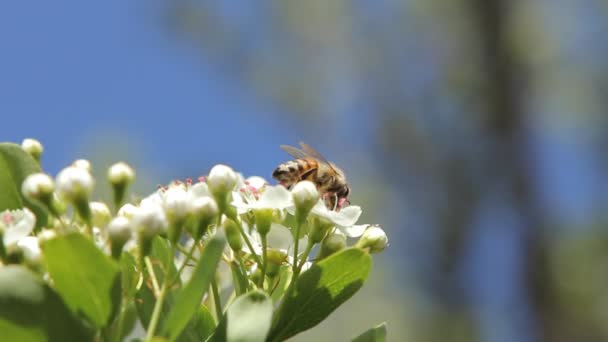 Méh nektárt gyűjt — Stock videók