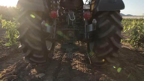 Traktor som arbetar på ett fält — Stockvideo