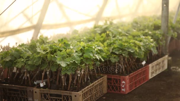 Niebla en las plantas de cerca — Vídeos de Stock