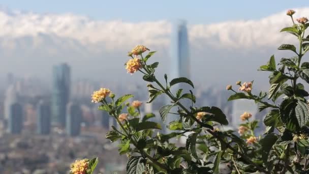 Cidade com montanhas e flores — Vídeo de Stock