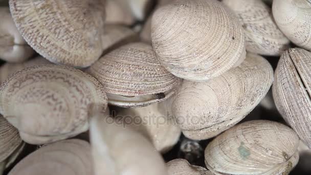 Medium shot of clams close up — Stock Video