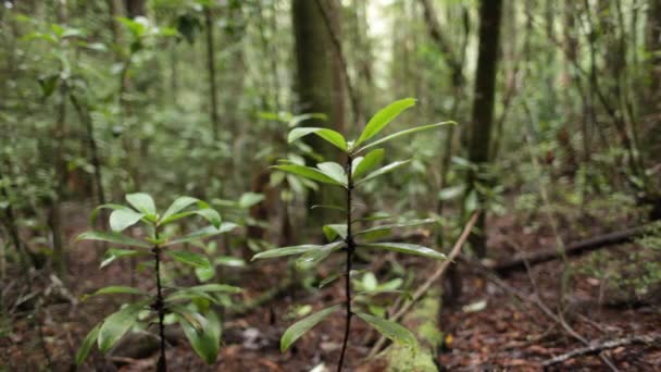 Nahaufnahme der Waldvegetation — Stockvideo