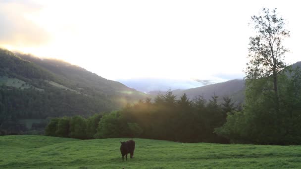 Выпас коров на поле — стоковое видео