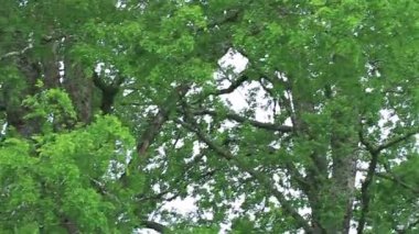 yağmur ormanlarında ıslak yapraklar