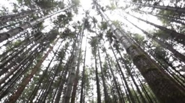 Ormandaki uzun ağaçlar