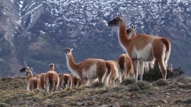 Lamas Andes Dağları