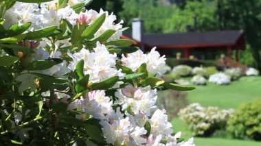 Çiçekler ve kır evi