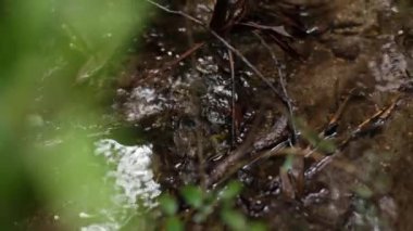 ormandaki küçük dere