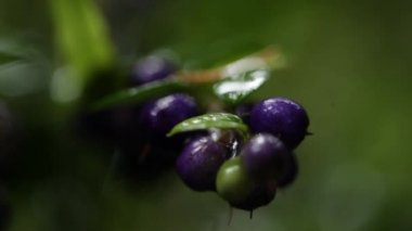 blueberris yağmur ormanlarında, yakın çekim