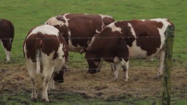 İnekler tarlada otluyor