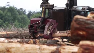 Ağaçları kesen orman makinesi.