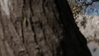 Ağaç gövdesi ve dağ