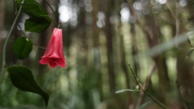 Şili Copihue çiçek 