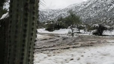 Kaktüs ve karlı manzara