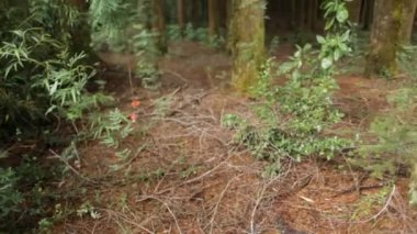 Ormandaki ağaçlar görünümünü