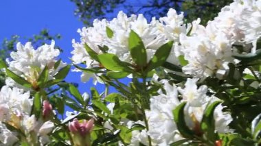 Mavi gökyüzü ile çiçekler