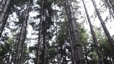 Ormandaki uzun ağaçlar