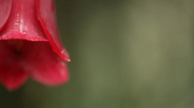 Şili Copihue çiçek 