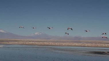 Çöl Gölü flamingolar
