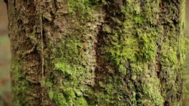 Büyük ağacın gövde