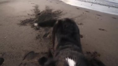 köpek yavrusu yüzmek ve oynamak istiyor