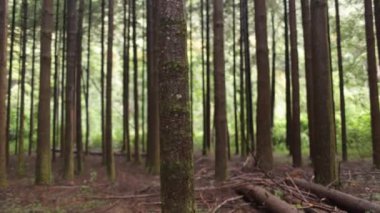 Orman ağaç kabuğu