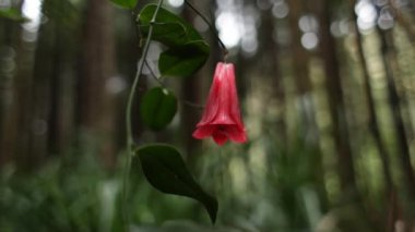 Şili Copihue çiçek 