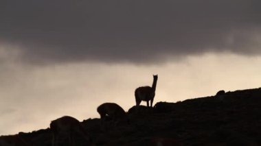 Lamas Andes Dağları