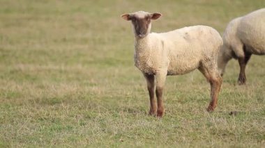 Koyun çayır üzerinde geniş çekim