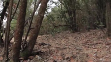 Boş orman Manzaralı